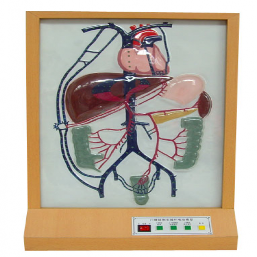  電動門靜脈側(cè)支循環(huán)模型