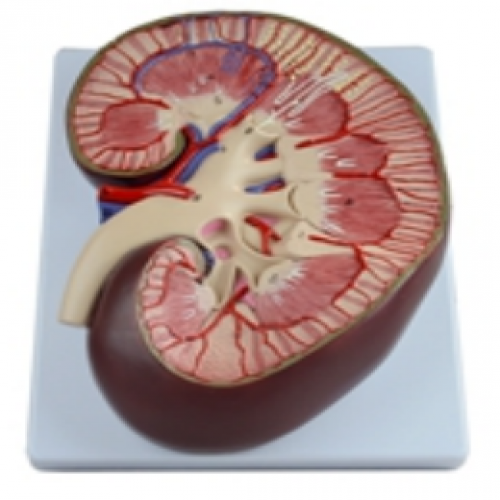 腎臟解剖放大模型
